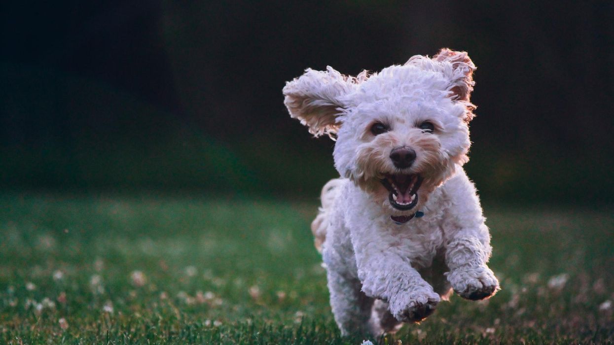 small white dog running