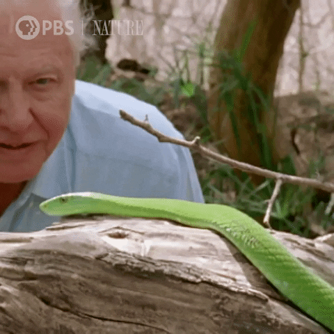 snake GIF by Nature on PBS