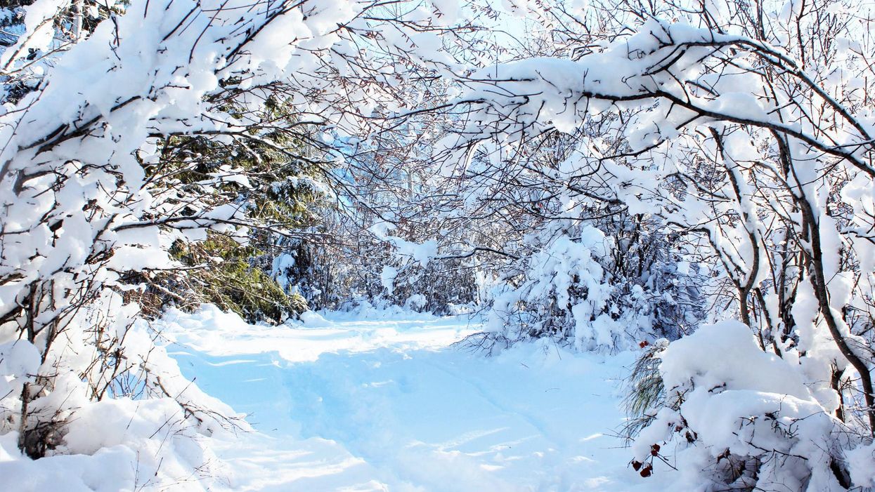 snow covered woods scene