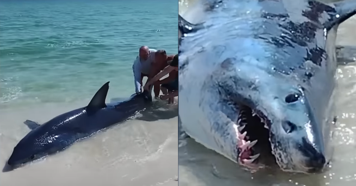 Split Screenshots of the shark from the YouTube video