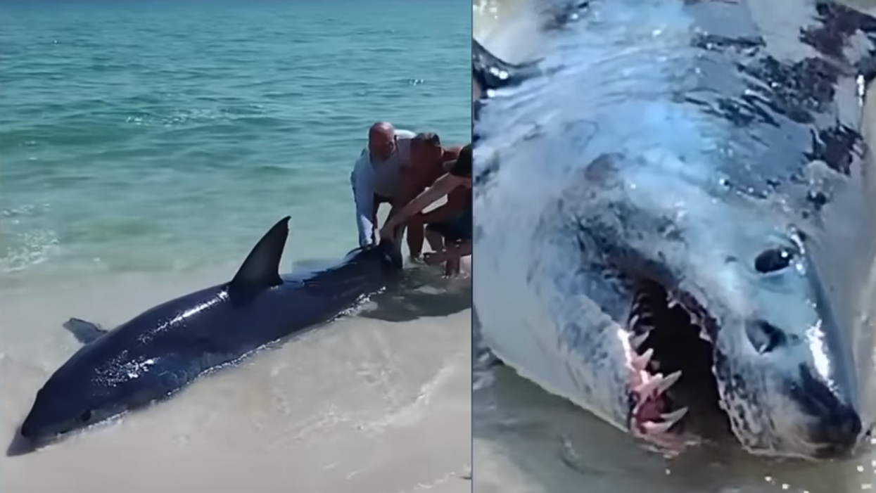 Split Screenshots of the shark from the YouTube video