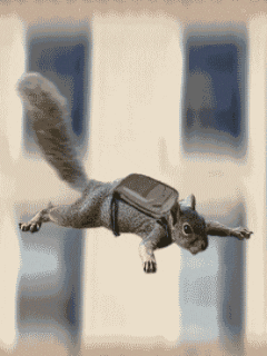 squirrel GIF