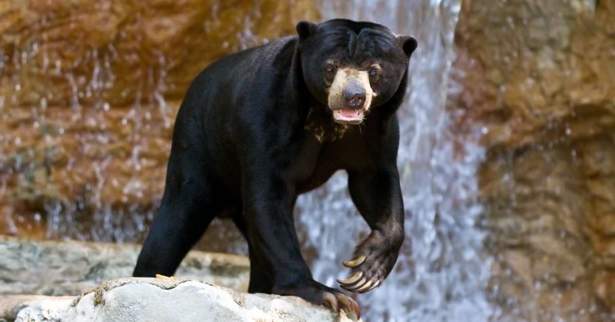 Sun bear