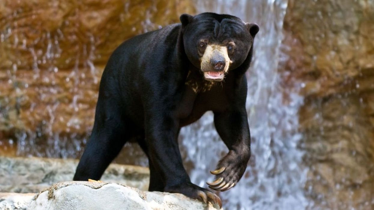 Sun bear
