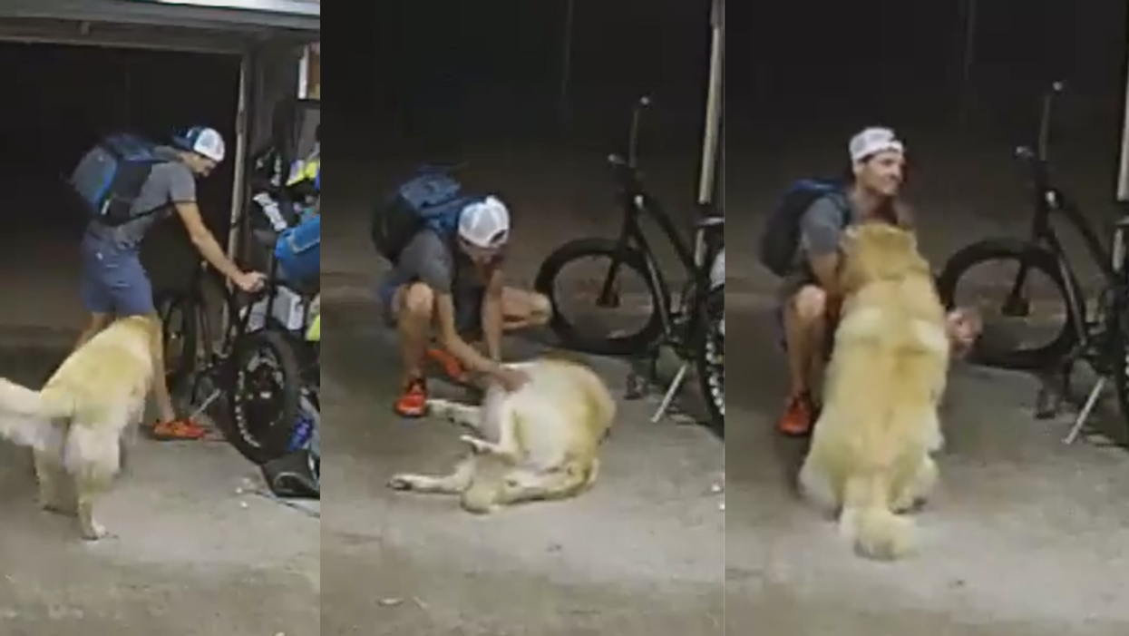 Suspected bike thief interacts with dog