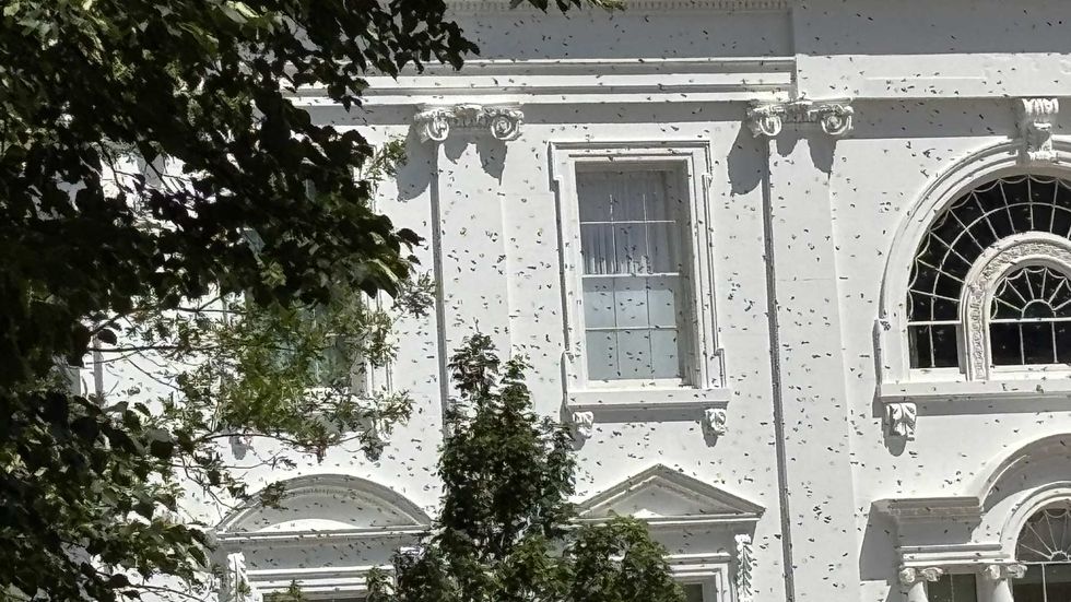 Swarm of bees on the White House grounds
