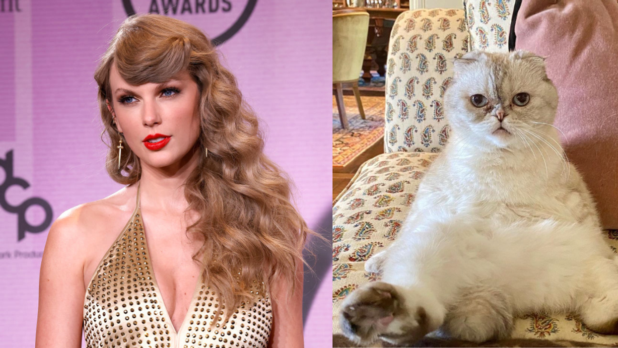 Taylor Swift; cat Olivia Benson