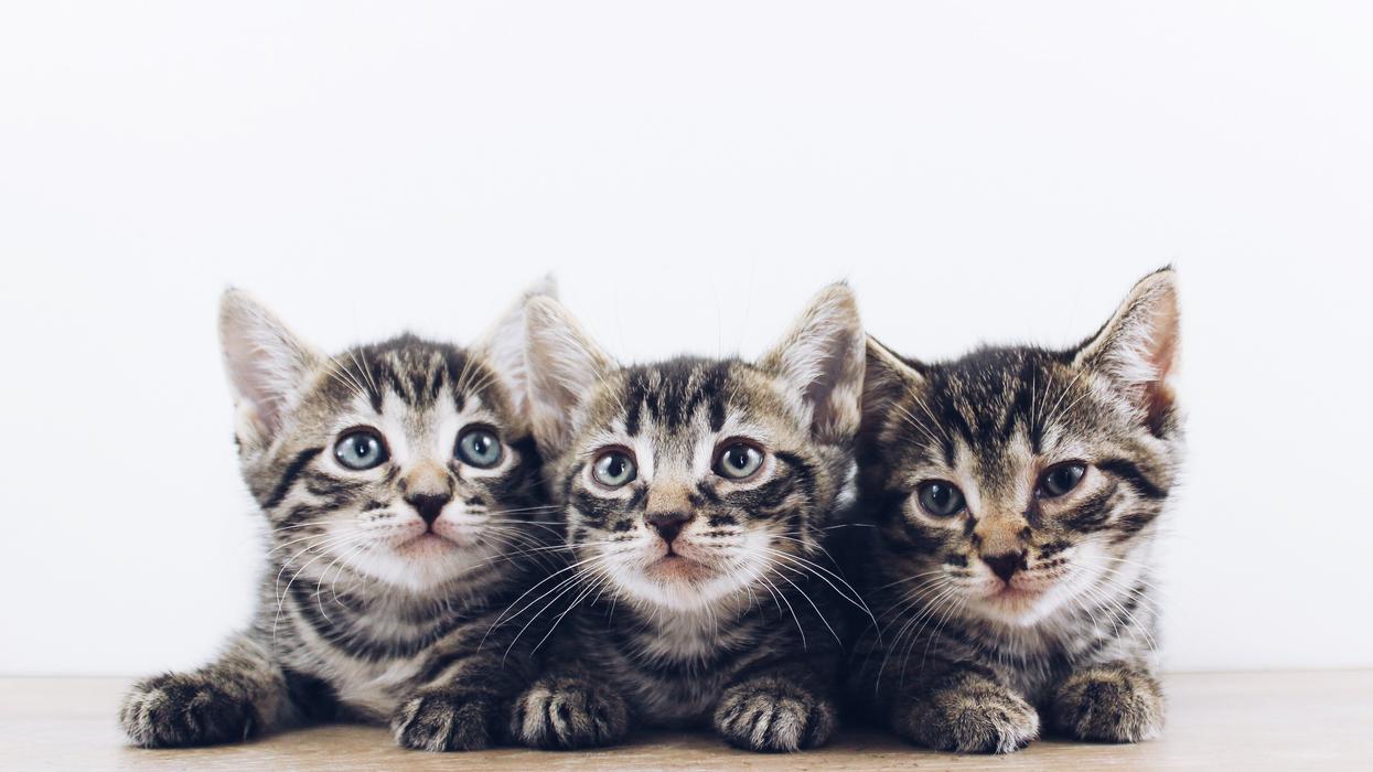 People Share Their Best 'Anyway, Now I Have A Cat' Stories