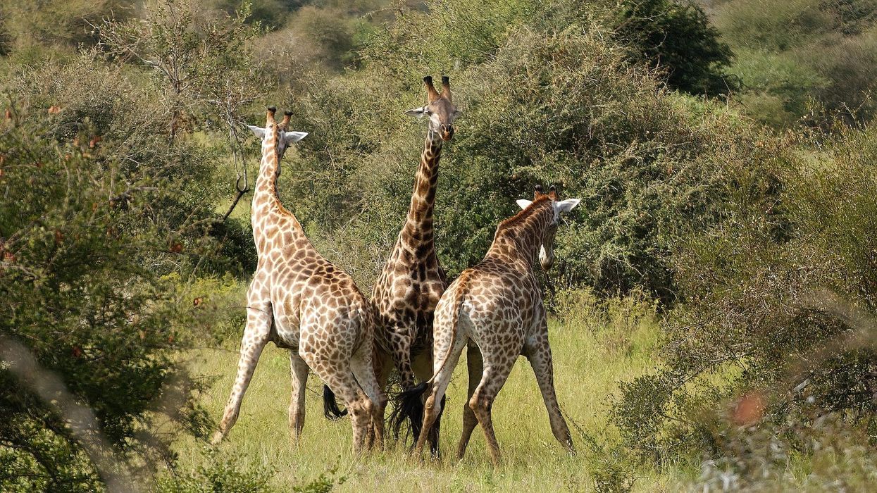 Three giraffes, one looks into the camera, two look away