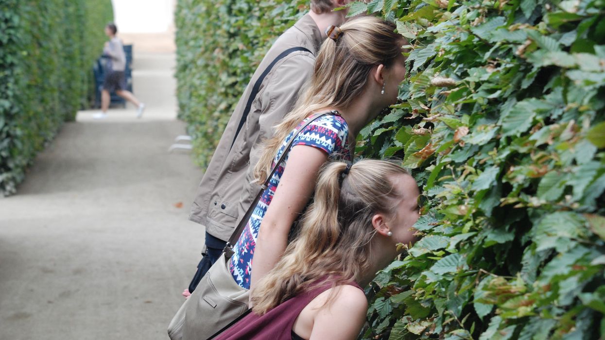 Three people spying through the bushes