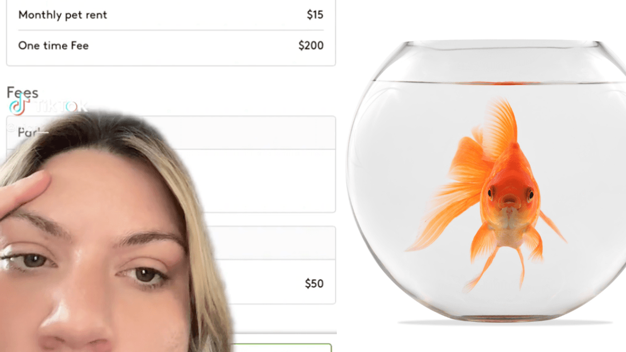 TikTok screenshot from @nicr__; goldfish