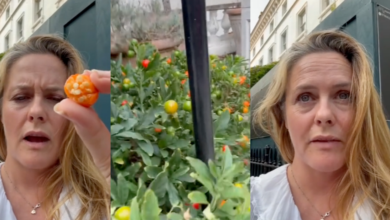 TikTok screenshots of Alicia Silverstone and Jerusalem cherries