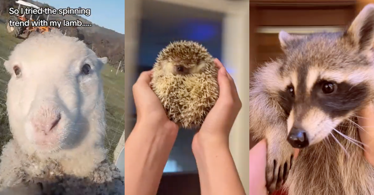 TikTok screenshots of animals in 'August' trend