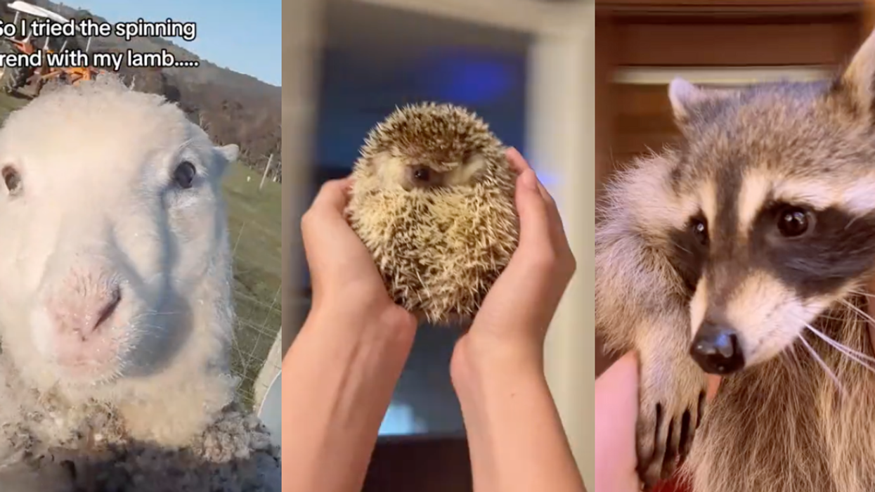 TikTok screenshots of animals in 'August' trend
