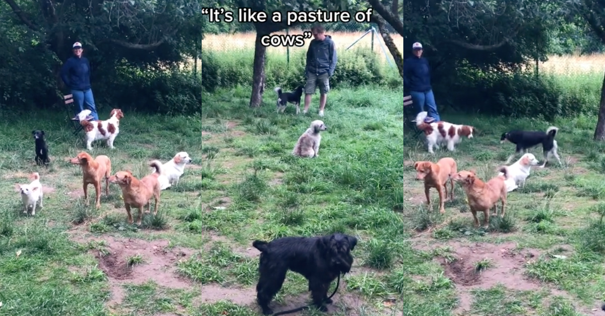 TikTok screenshots of dog meetup