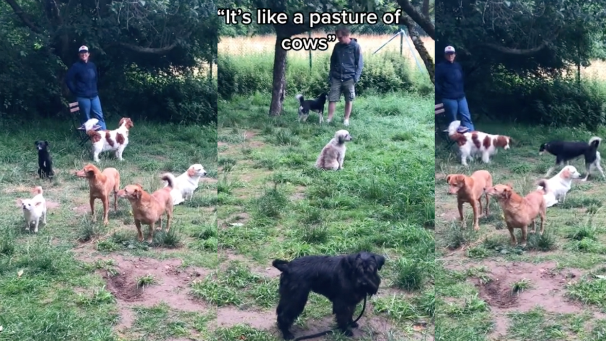 TikTok screenshots of dog meetup