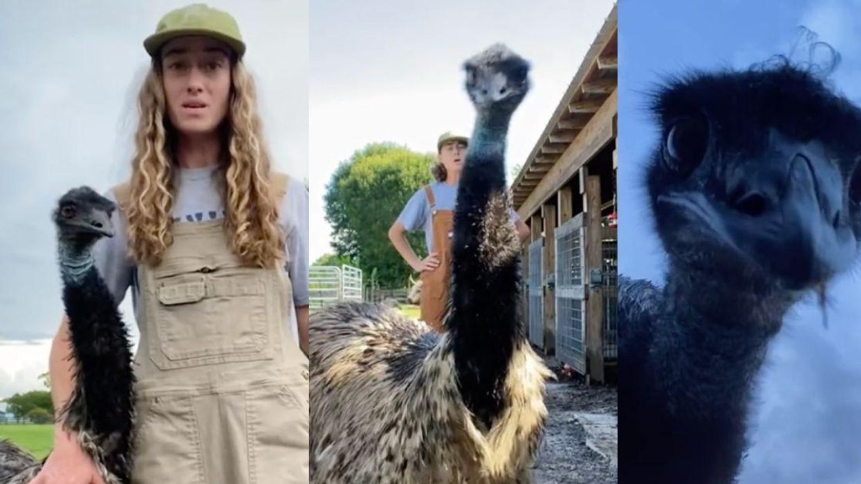 TikTok screenshots of Emmanuel the emu