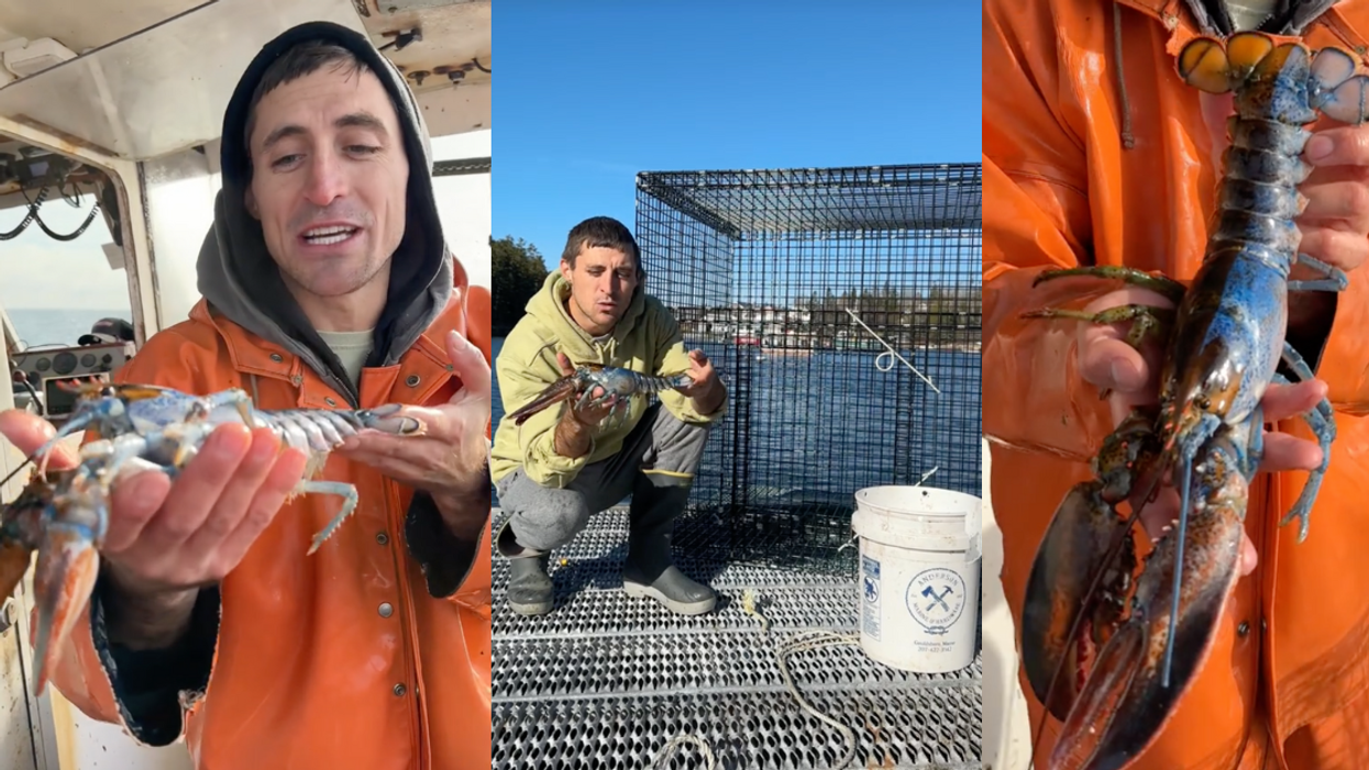 TikTok screenshots of Jacob Knowles and Bowie the lobster