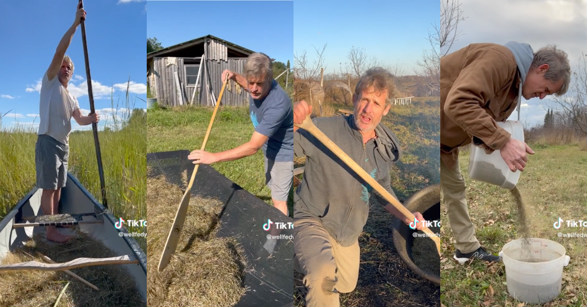 TikTok screenshots of Samuel Thayer harvesting wild rice