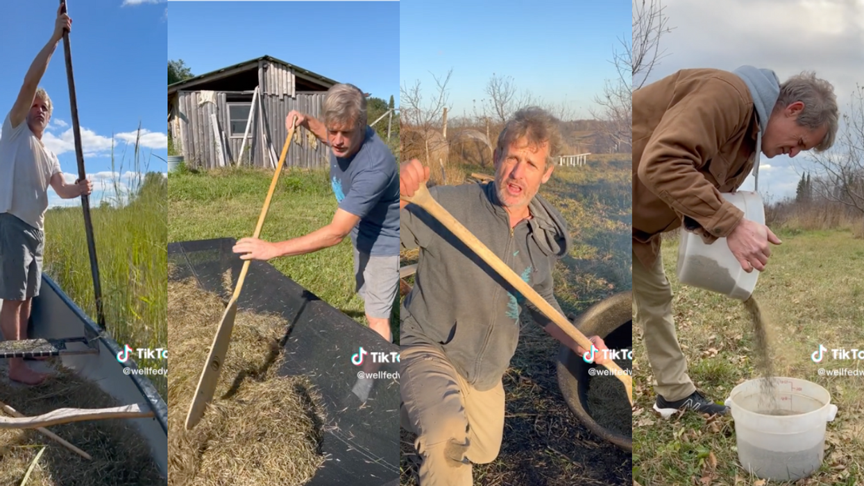 TikTok screenshots of Samuel Thayer harvesting wild rice