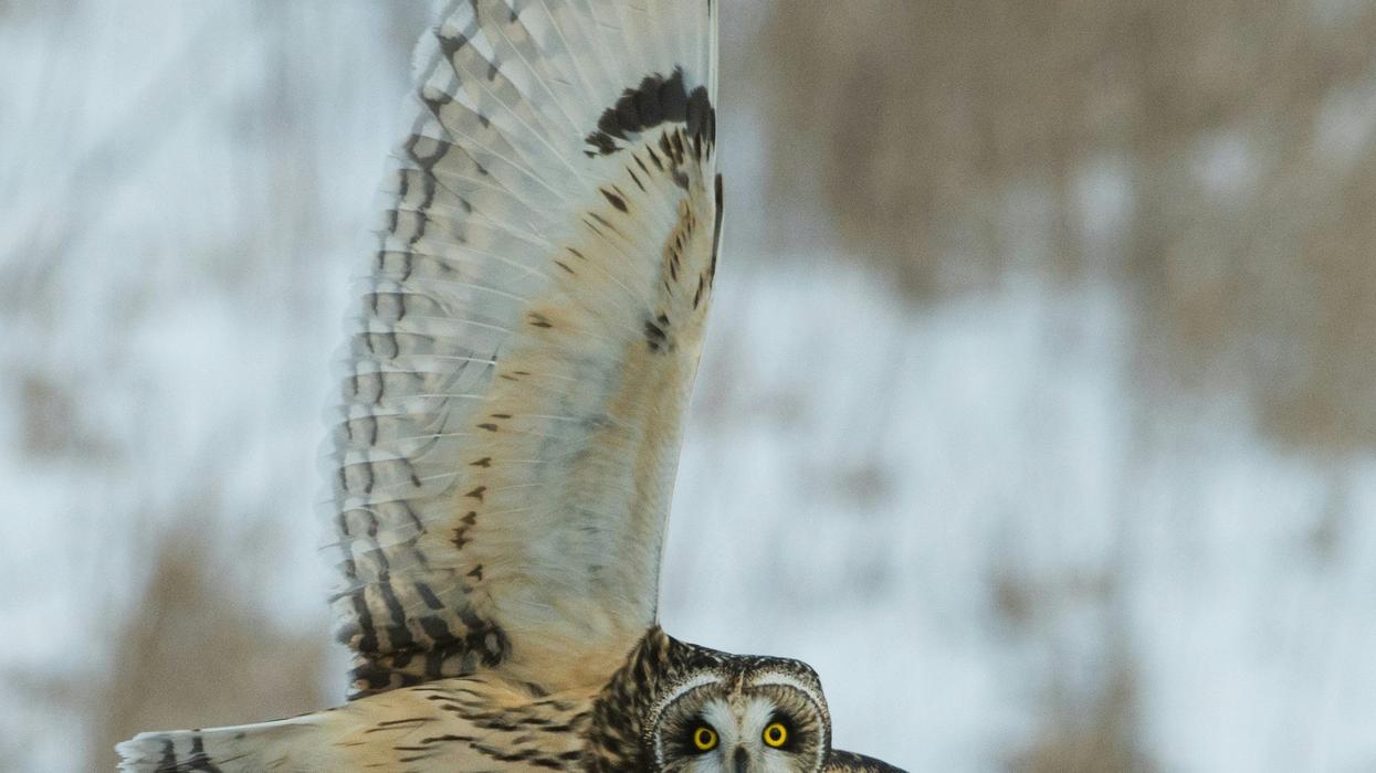 time lapse photography of owl flying
