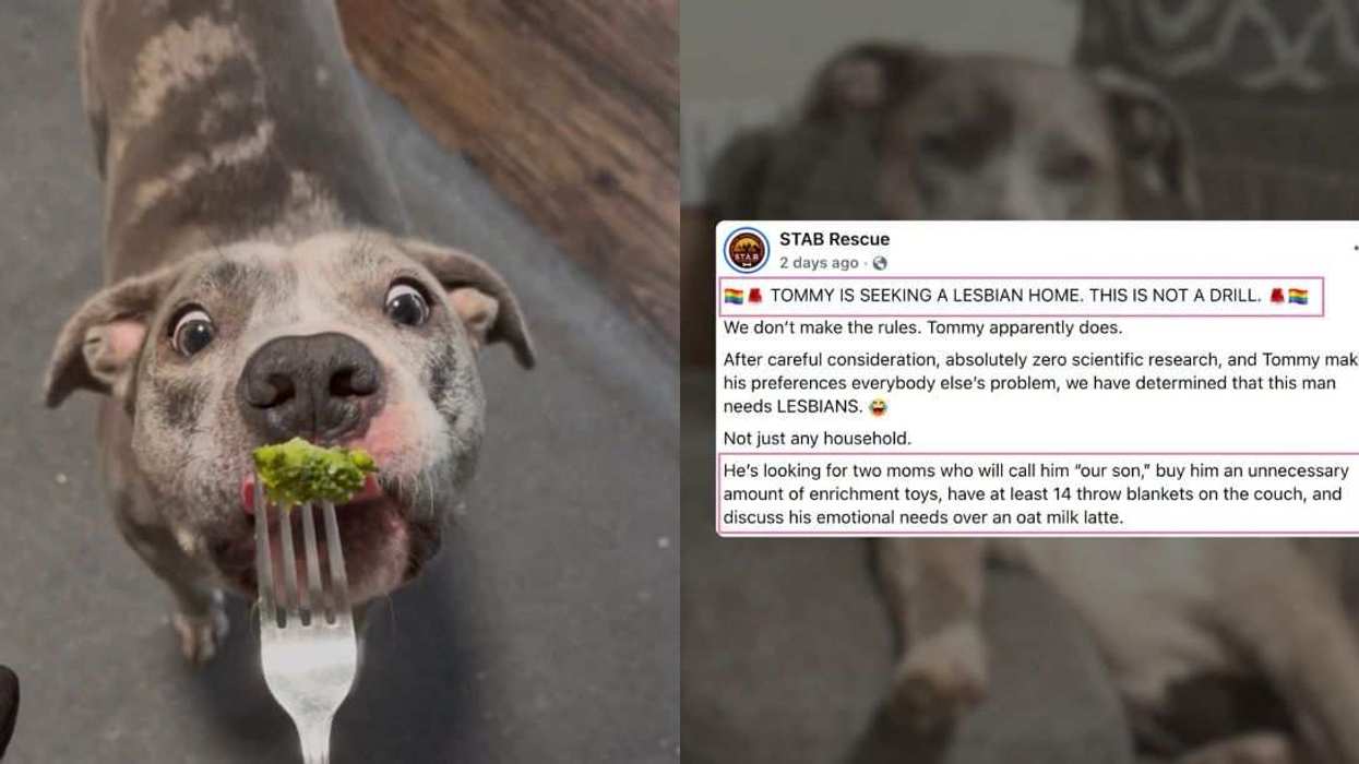 Tommy went viral after STAB Rescue sought two moms for the lovable rescue dog.