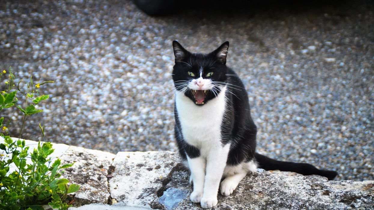 tuxedo cat on gray concrete
