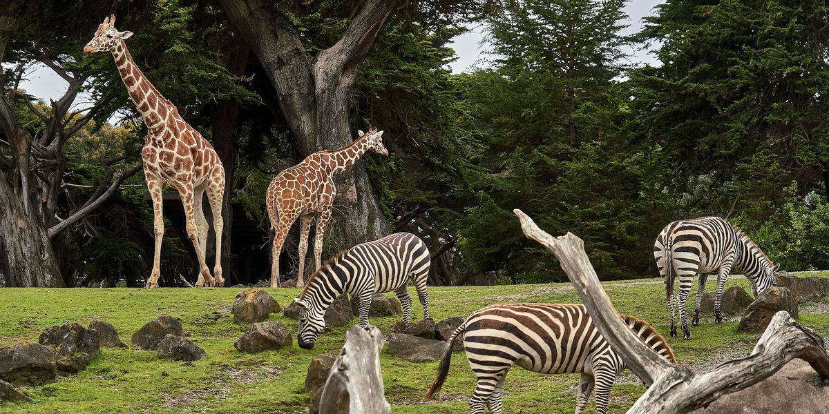 two giraffe and three zebra on green grass field in zoo