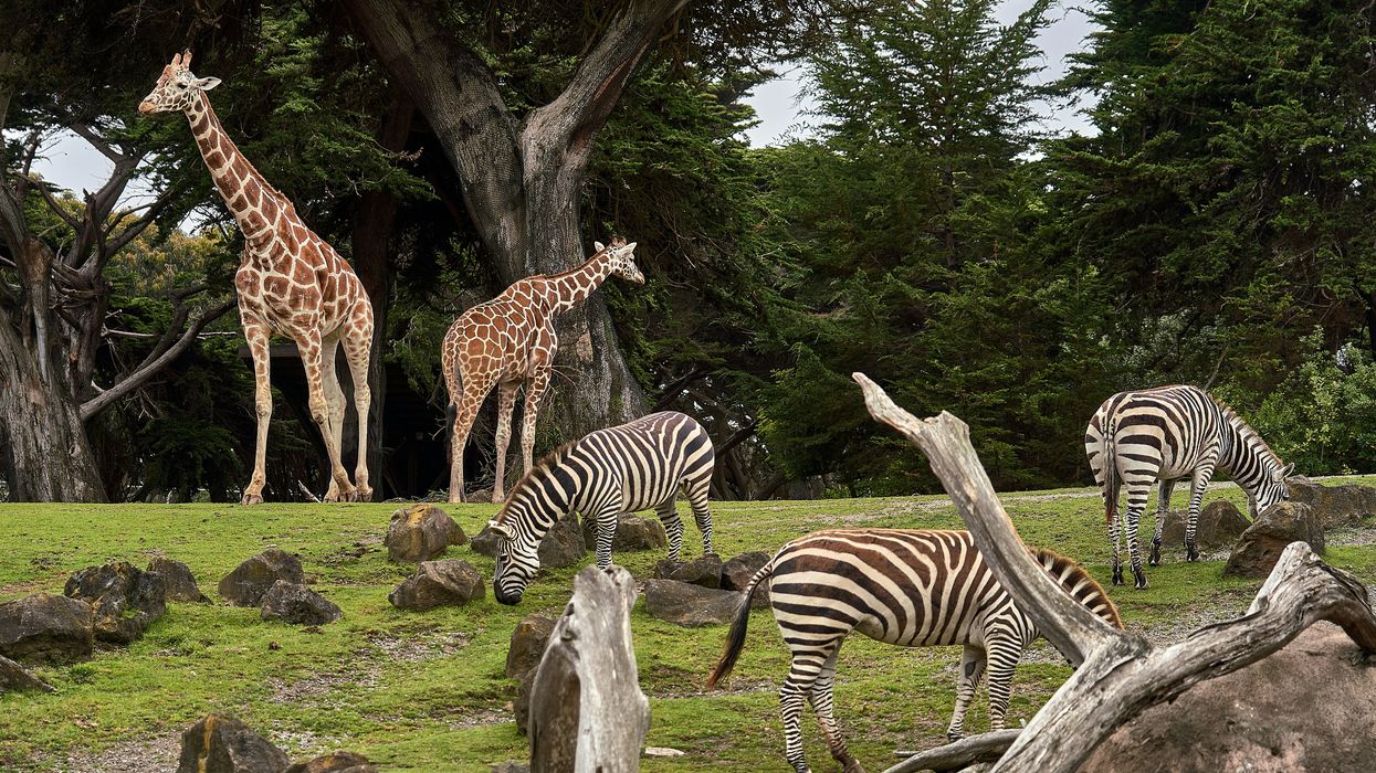 two giraffe and three zebra on green grass field in zoo
