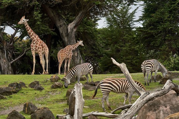 two giraffe and three zebra on green grass field in zoo