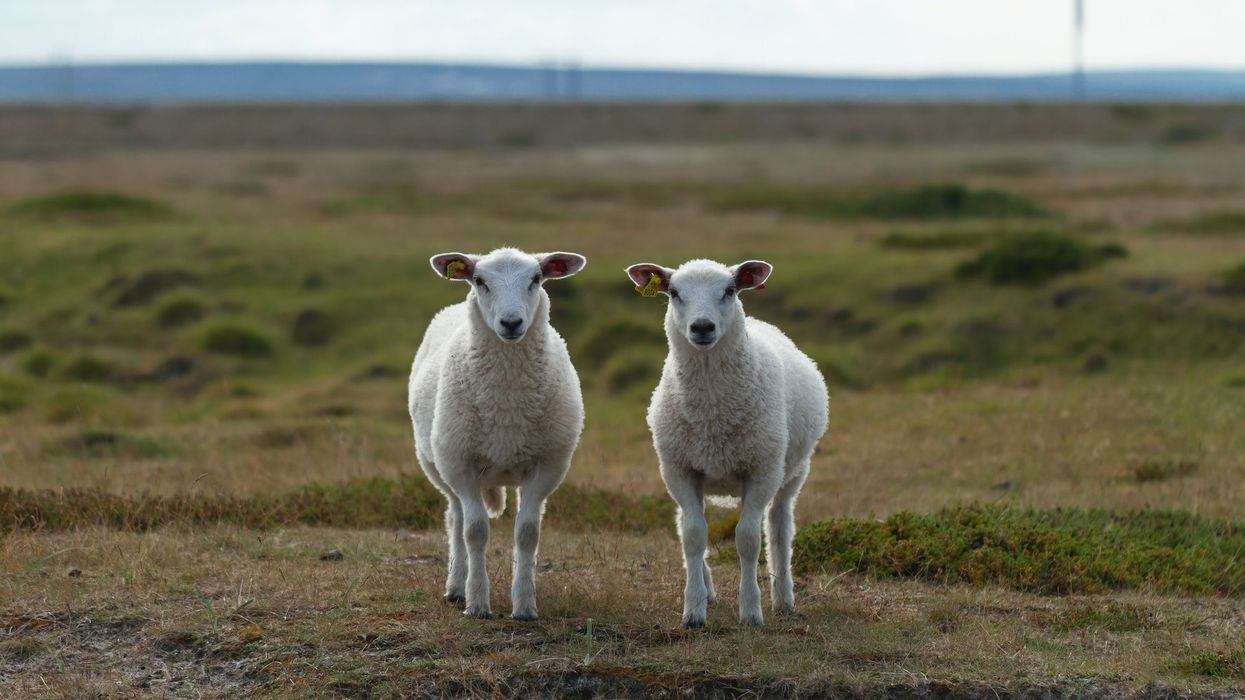 Two identical goats stare into the camera while standing in a field.