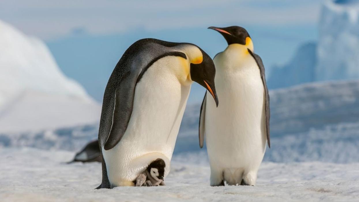 Two king penguins