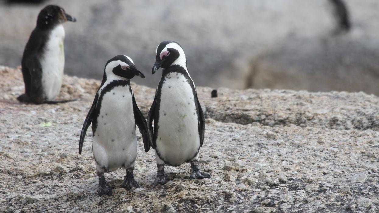 Two penguins looking at each other.