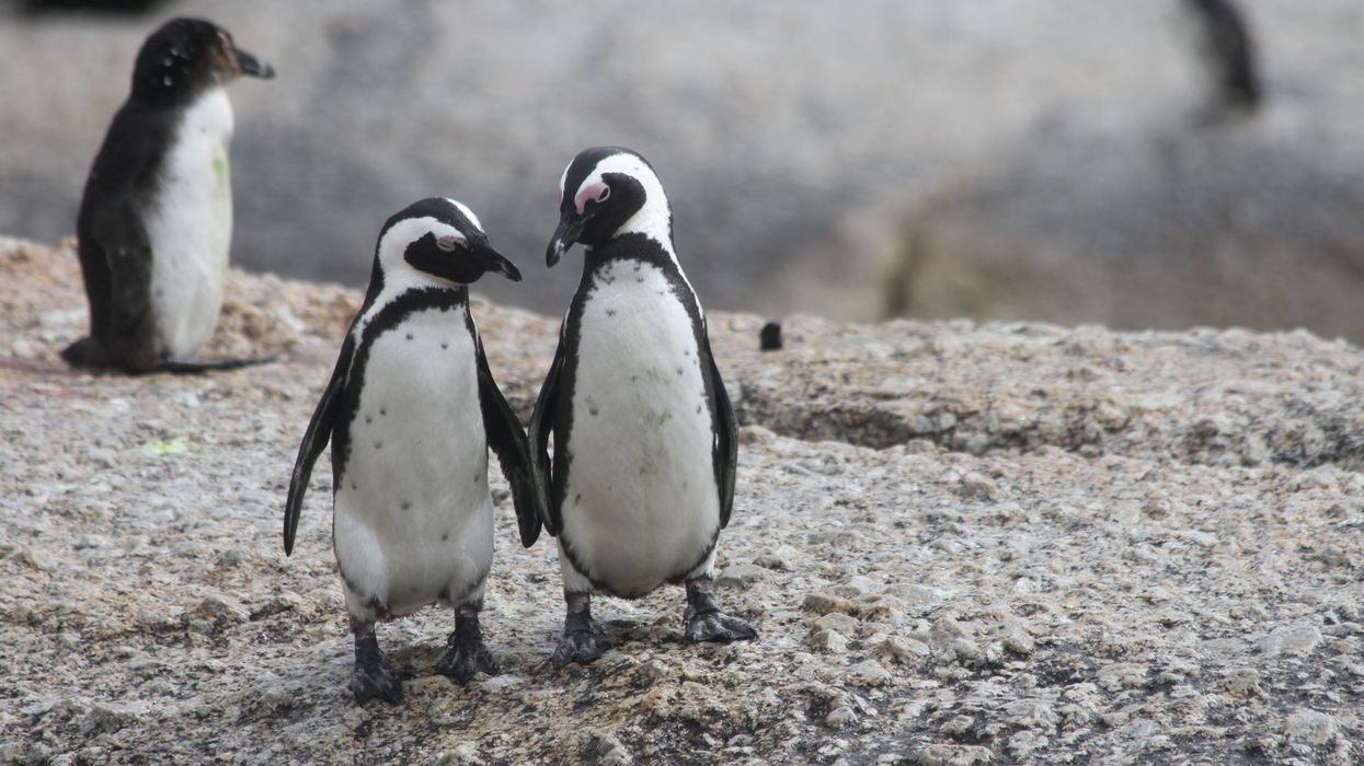 Two penguins looking at each other.