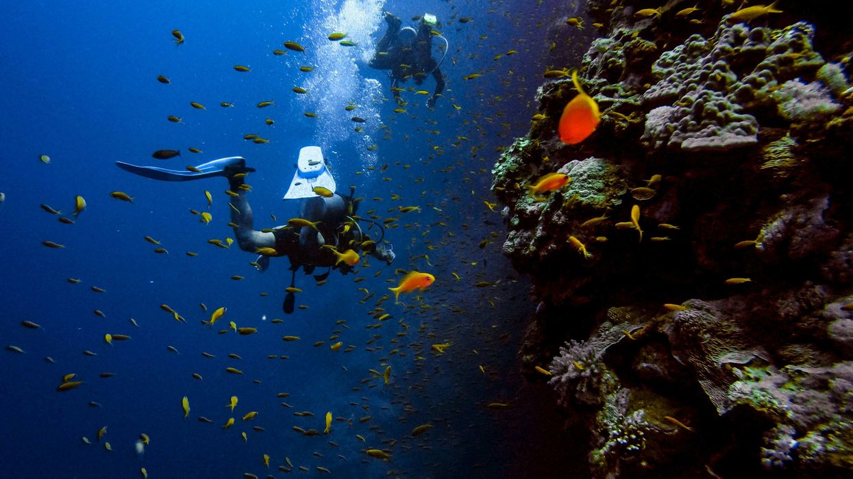 Two people scuba diving by coral surrounded by fish