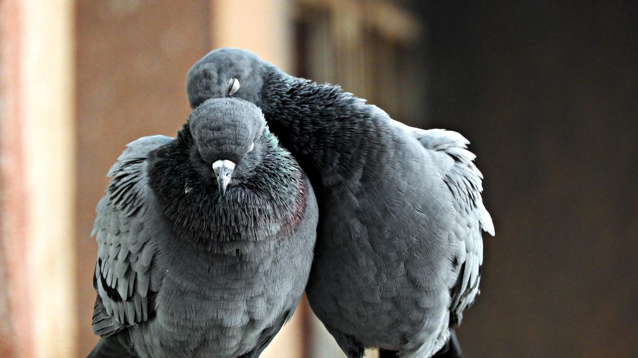 Two pigeons snuggle