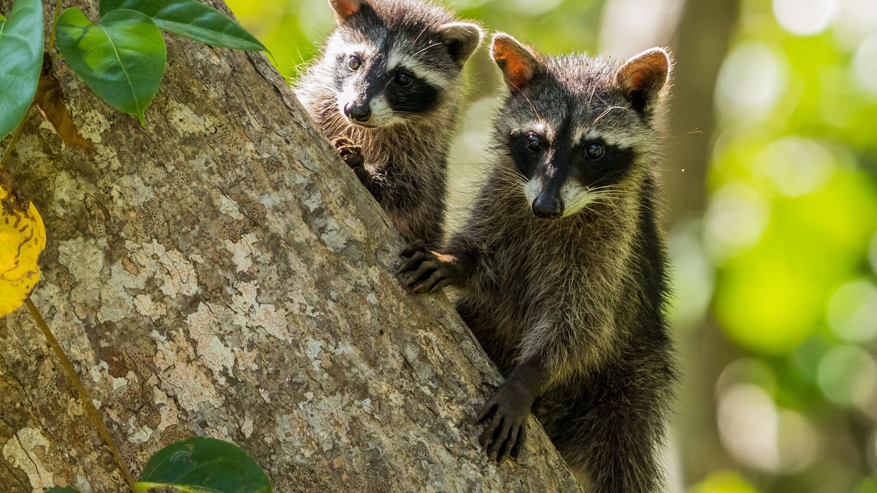 Two raccoons perched on a tree