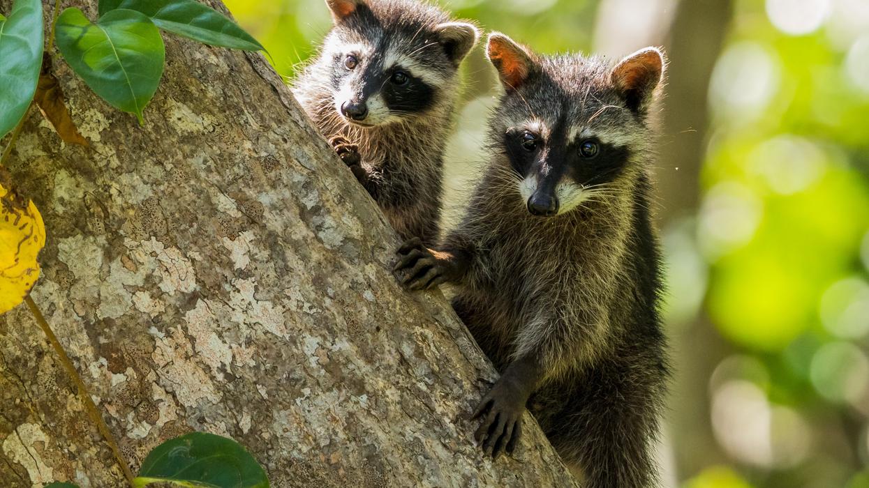 Two raccoons perched on a tree
