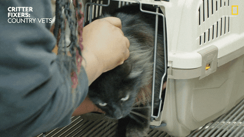 Vet GIF by Nat Geo Wild