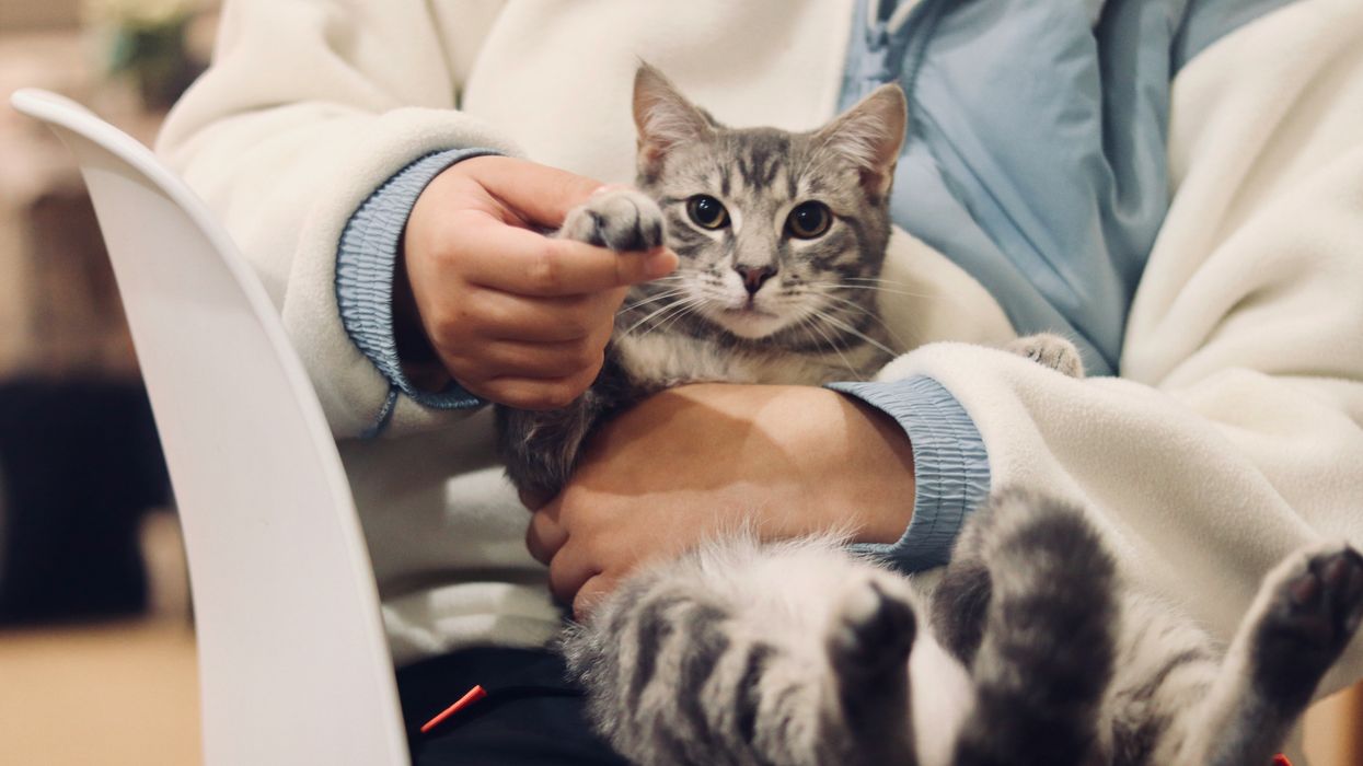 Veterinarian holding a cat