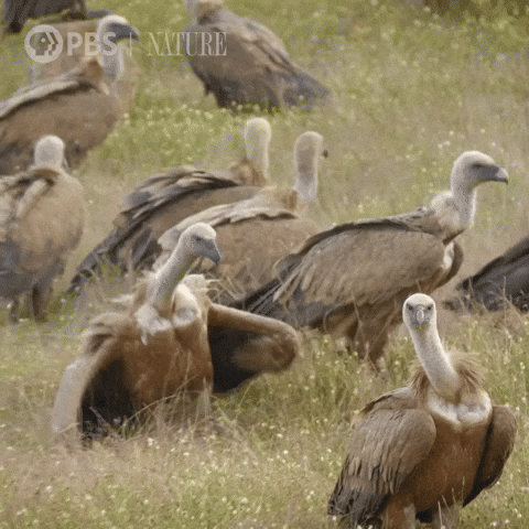 vulture GIF by Nature on PBS