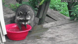 wash hands GIF