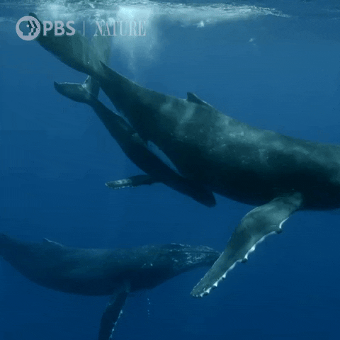 whales GIF by Nature on PBS