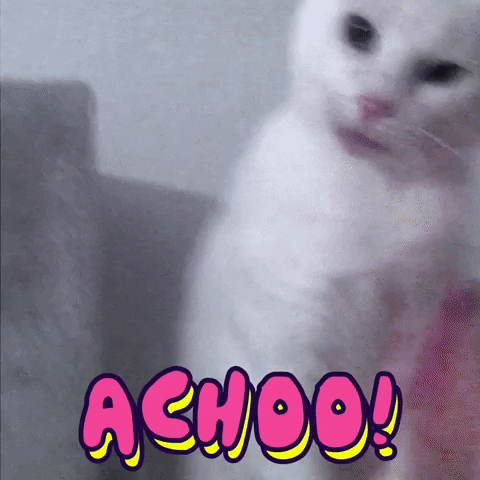 White Cat Sneezing GIF