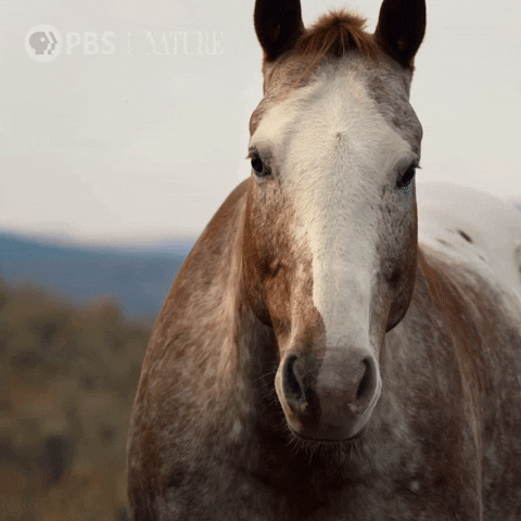 Wink GIF by Nature on PBS