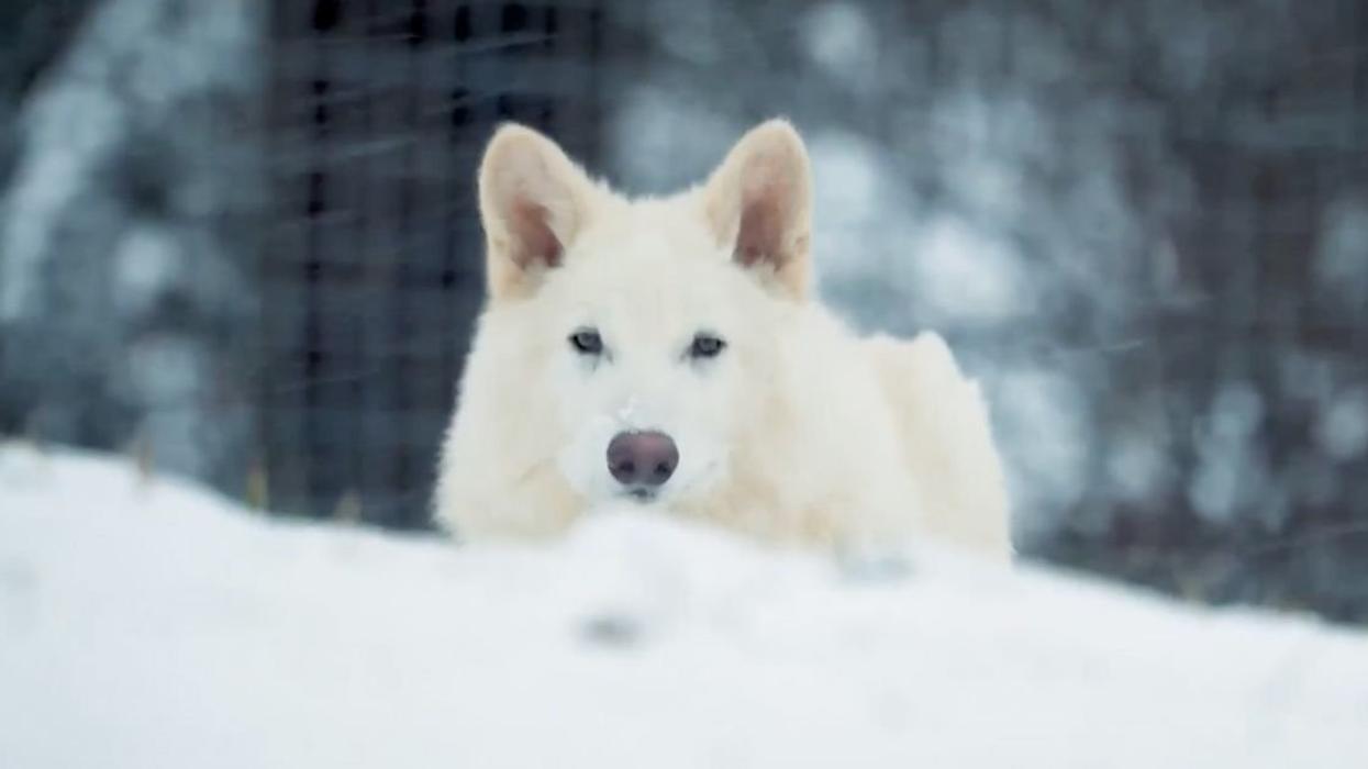 Wolf