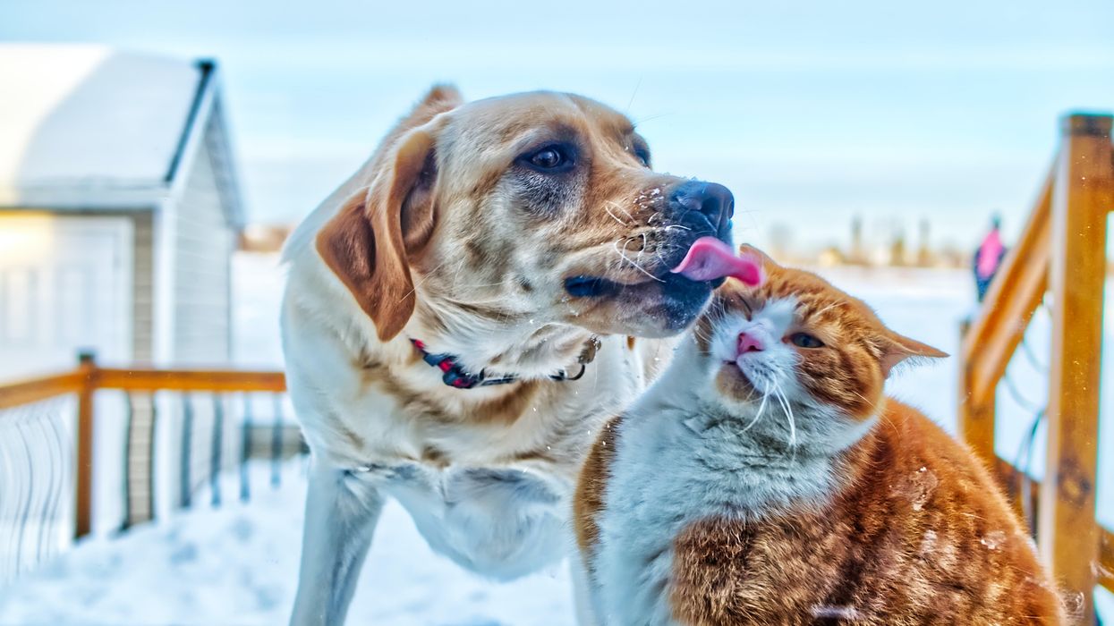 Yellow Labrador Retriever licks the face of an orange and white cat outside on a snowy porch