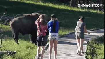 Yellowstone National Park GIF