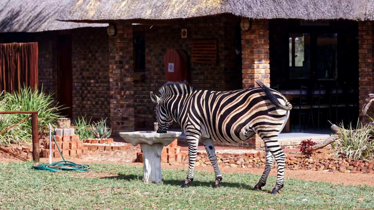zebra standing next to a bird bath in a front yard