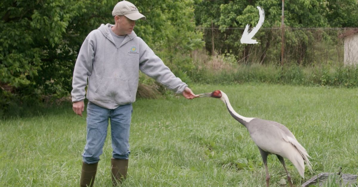 Zookeeper Chris Crowe with "Walnut," a white-naped crane
